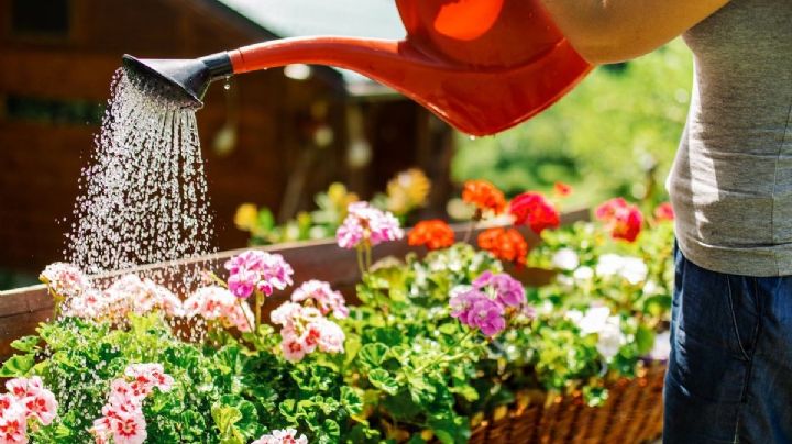 Trucos y sugerencias para regar las plantas correctamente