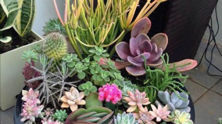 Crassula Ovata: 4 suculentas de la buena suerte ideales para decorar el hogar y atraer prosperidad