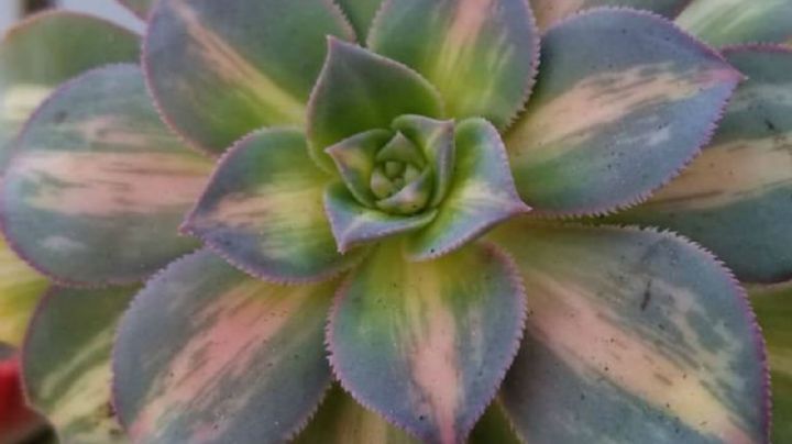 Aeonium Poseidon, la suculenta gigante de múltiples colores que embellecerá tu jardín