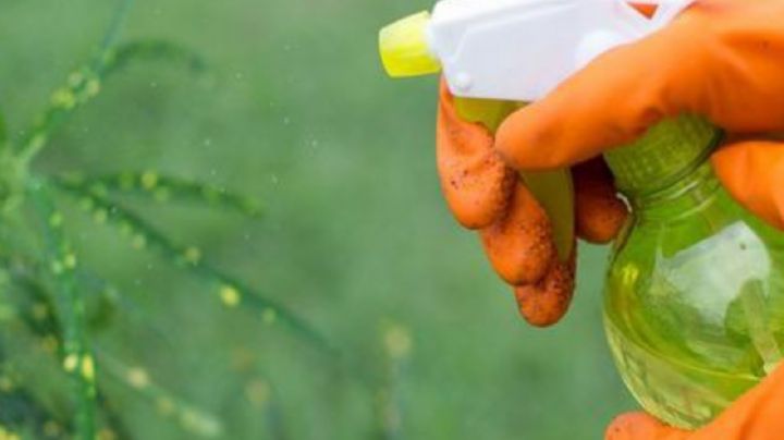 Elimina pulgones, hormigas y cochinillas de tus plantas con este plaguicida casero