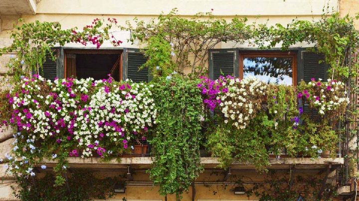 7 plantas con flores que resisten tanto el frío como el calor
