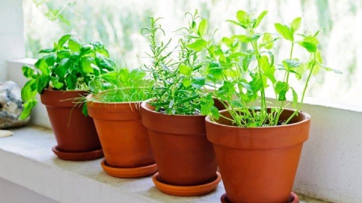 4 plantas para incorporar en la habitación que te ayudarán a descansar mejor