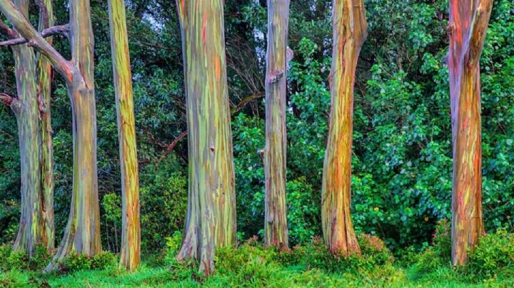 Eucalipto Arcoíris: un árbol de valor paisajístico que todos quisieran tener en su jardín