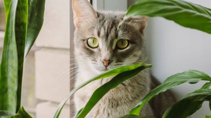 Tips para que los gatos no dañen las plantas de tu jardín