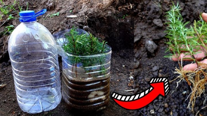 Con un simple invento, enraíza cualquier planta incluyendo ramas de árboles