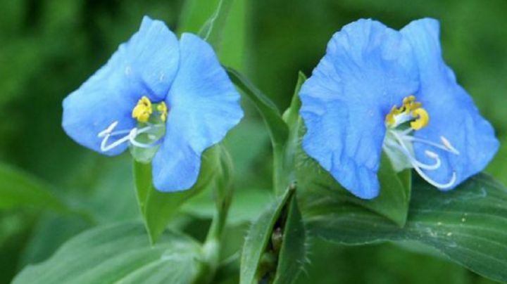 Santa Lucía, descubre el poder medicinal de esta desconocida planta que crece como maleza