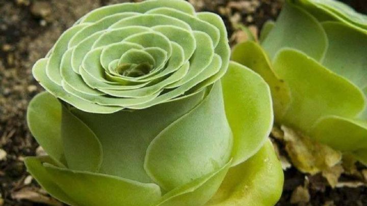 Greenovia dodrentalis: características y cuidados para tu suculenta con forma de rosa