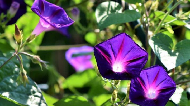 Ipomea purpurea, una colorida planta trepadora, ideal para jardines de bajo mantenimiento