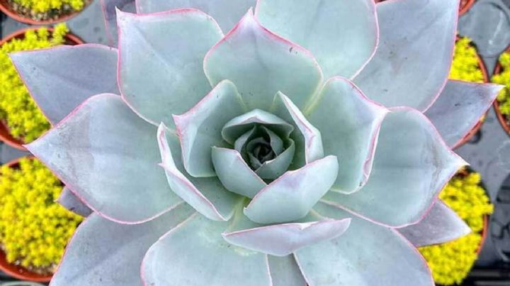 Echeveria cante, una suculenta que te cautivará con el atractivo de sus grandes hojas