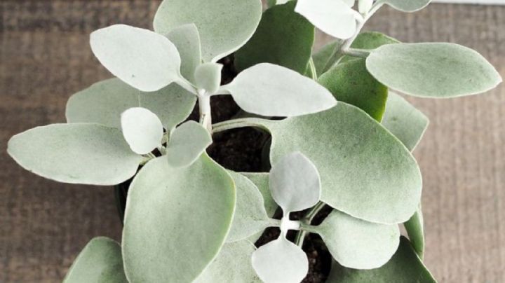 Kalanchoe bracteata, características y cuidados de la espectacular suculenta de hojas blancas