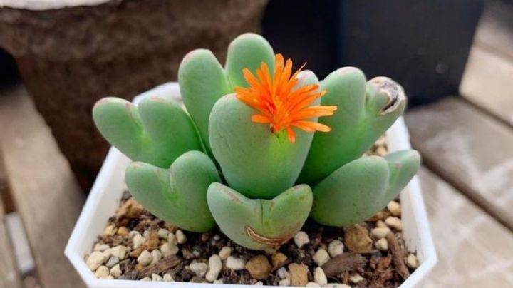 Conophytum bilobun, la suculenta con forma de corazón que gana terreno en la decoración de interiores