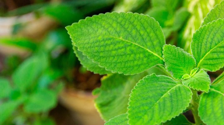 Falso boldo, la planta con efectos medicinales que deberías conocer