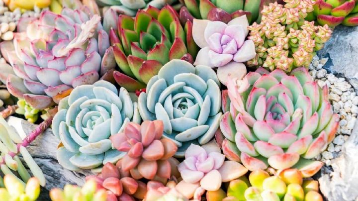 Suculentas y cactus, que rol cumplen en el ecosistema y que aportan a tu jardín