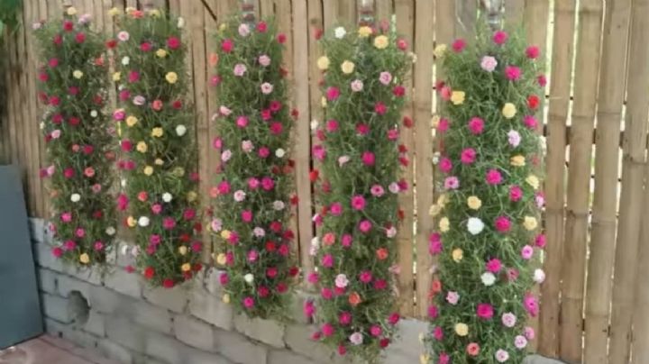 No lo tires, transforma botellas de plástico en nueva decoración para el jardín