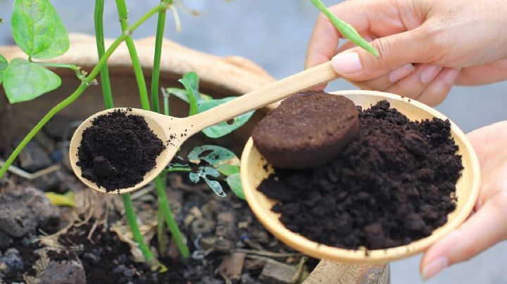 No lo tires, 3 plantas que puedes fertilizar con restos de café