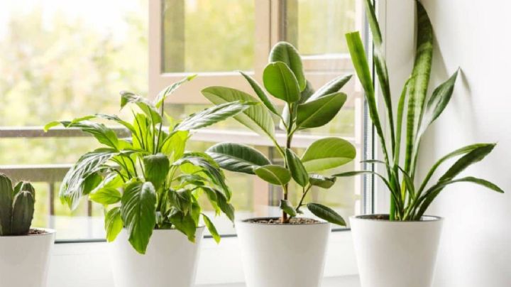 4 plantas que tienen el poder de absorber la humedad de los ambientes