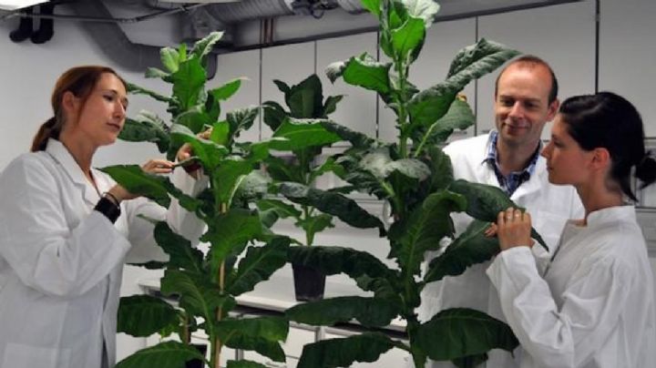 Según la ciencia, las plantas "gritan" cuando están estresadas