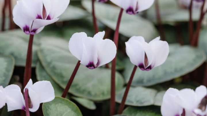 Ciclamen, características y cuidados para que está planta crezca sana y fuerte