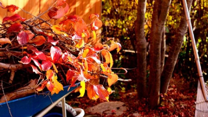 Cuidados para tus plantas de otoño tras la sequía