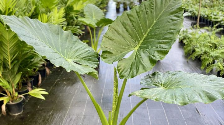 4 tips de los profesionales de la jardinería para que tu planta Alocasia se vuelva realmente gigante