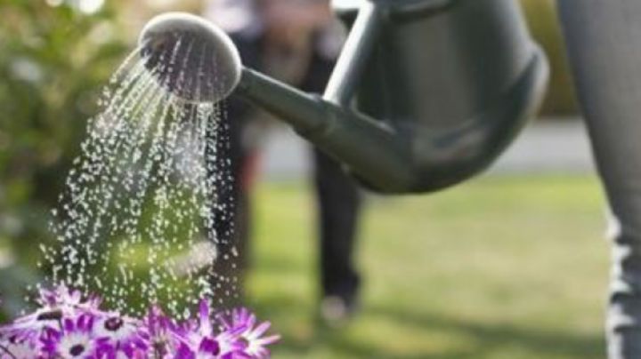 Trucos infalibles para saber cómo y cuando regar las plantas