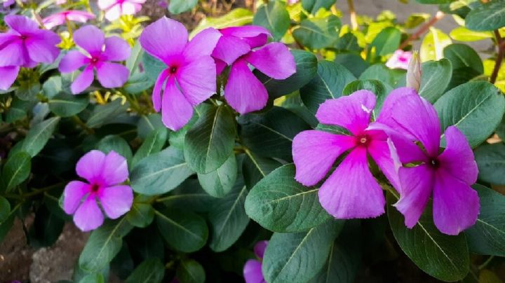 Vinca rosada, una planta medicinal con un alto valor ornamental