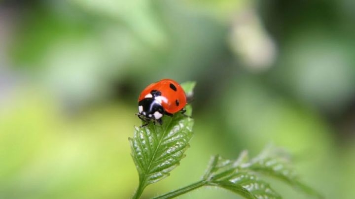 Coccinellidae, cuál es el significado de que aparezcan mariquitas en el hogar