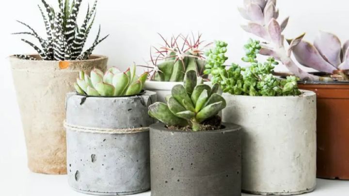 7 errores típicos que deberías evitar al plantar suculentas
