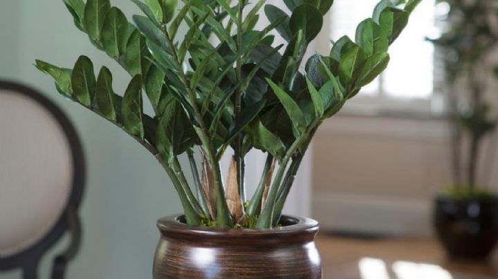 Zamioculcas Zamiifolia, guia de cuidados para que tu planta ZZ se luzca en la decoración del hogar