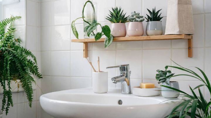 4 plantas fáciles de conseguir, que además de decorar tu baño, absorberán el exceso de humedad