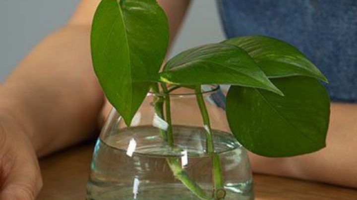 Con estos trucos de jardinería evita que los esquejes de tus plantas se pudran