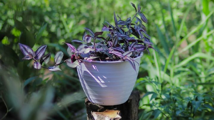 Tradescantia Zebrina, guía de cuidados de una planta de alto valor ornamental
