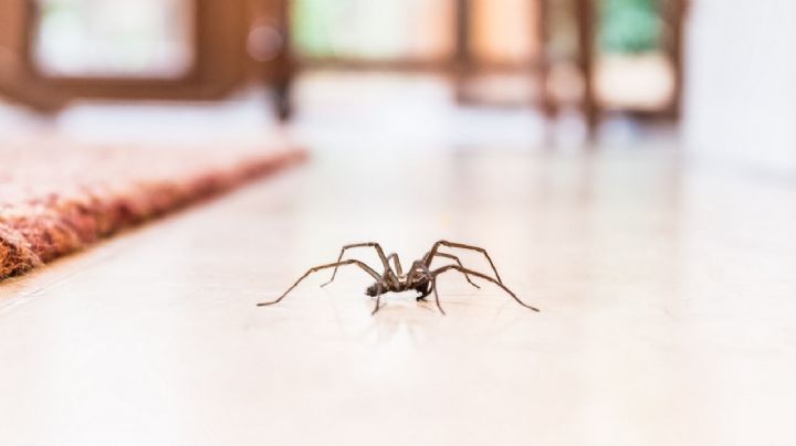 Arañas, descubre el significado espiritual de verlas en casa