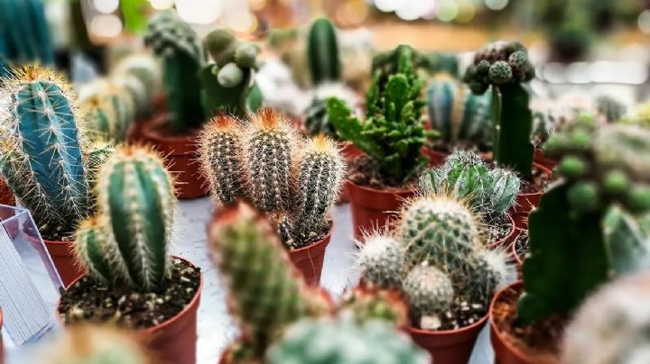Consejos y trucos para prevenir la etiolación en el cactus