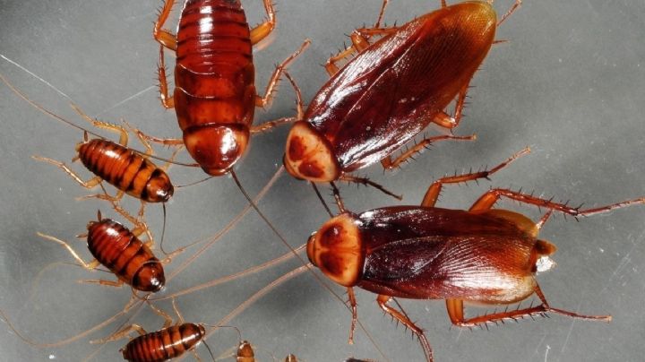 No lo lastimes, este curioso insecto podría ayudarte a erradicar las cucarachas del hogar