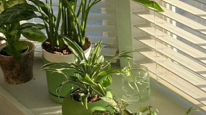 7 plantas que te ayudan a decorar y traen buena suerte