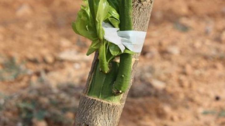 Te mostramos tres nuevos injertos que sin dudas mejorarán tus plantas