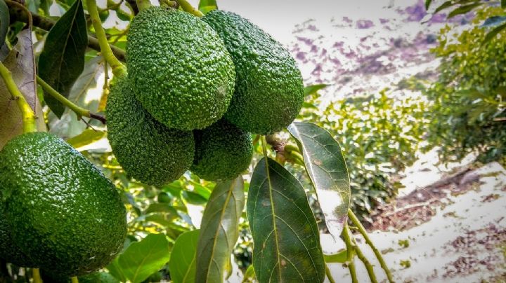 El truco viral para cultivar el árbol de aguacate o palta en macetas desde su hueso