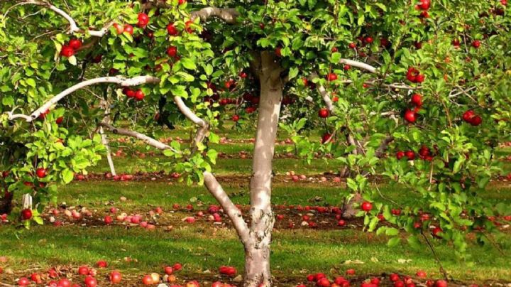 Manzano en maceta , descubre cómo injertarlo y transplantarlo para acelerar la producción de manzana