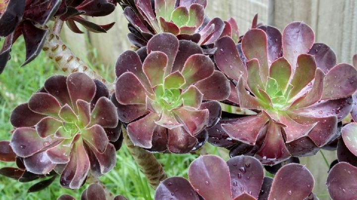 Aeonium arboreum, características y cuidados de una de las suculentas crasas más populares del mundo