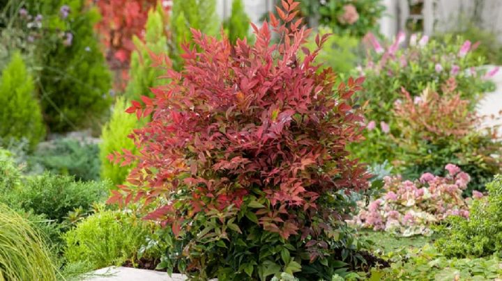 Nandina doméstica, con esta guía de cuidados haz que tu planta sea digna de admirar