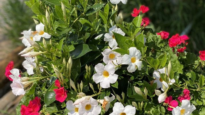 Dipladenia, cuidados para que esta planta trepadora otorgue sus mejores flores