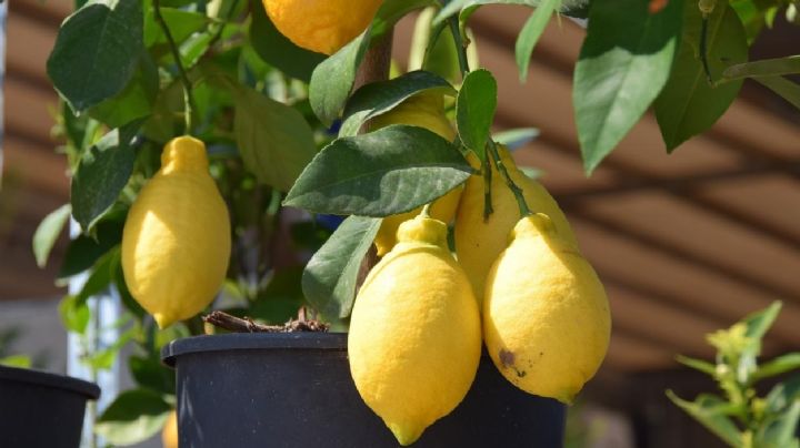 Guía de cuidados para que tu planta de limones en maceta de sus mejores frutos