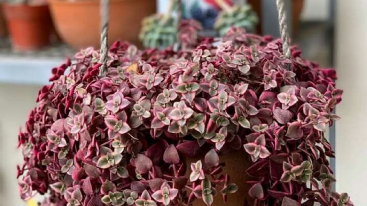 Crassula corazón, características y cuidados de la más bella suculenta rastrera