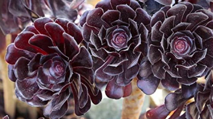 Aeonium Arboreum, cuidados y características de la exótica suculenta rosa negra