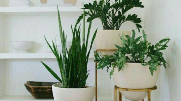 5 razones para incluir plantas en la decoración de tu hogar y trabajo