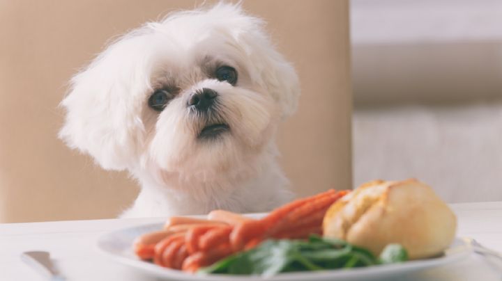 Alimentos que deberías evitar darle a tu perro