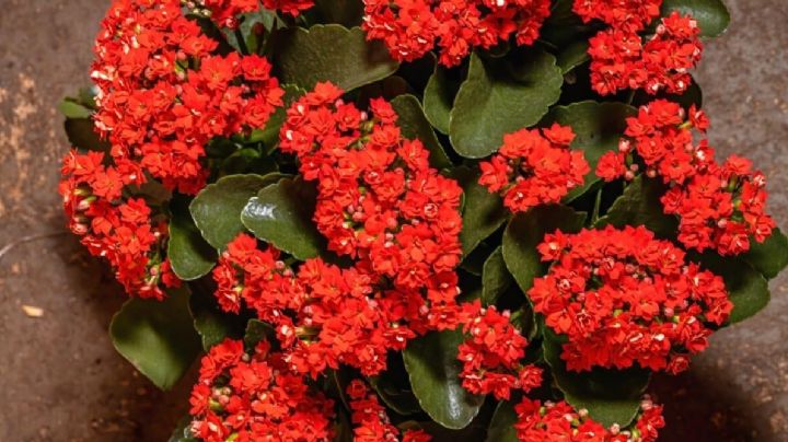 Kalanchoe Blossfeldiana, cuidados de la suculenta que florece en invierno