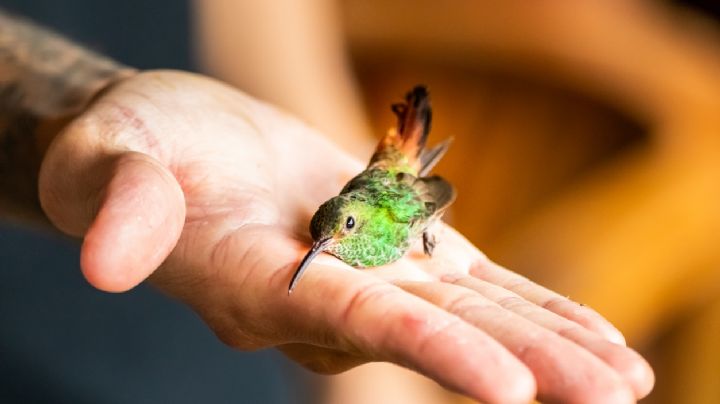 Conectarse con la naturaleza: trucos para que el colibrí se pose sobre tus manos