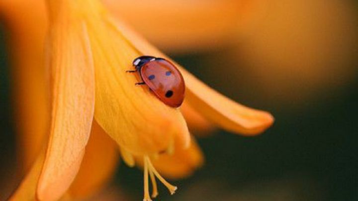 Descubre qué significa que una mariquita naranja ingrese a tu hogar según la Astrología China